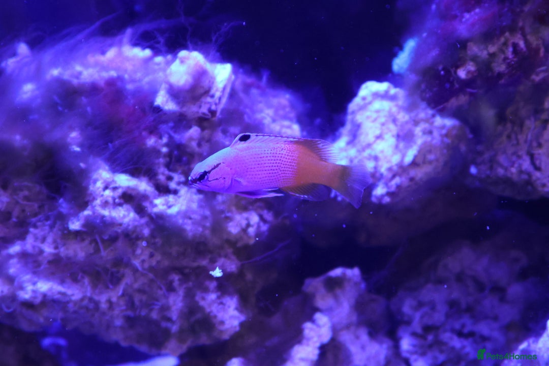 Other/Mixed Breed fish for sale: Saltwater fish - Image 2