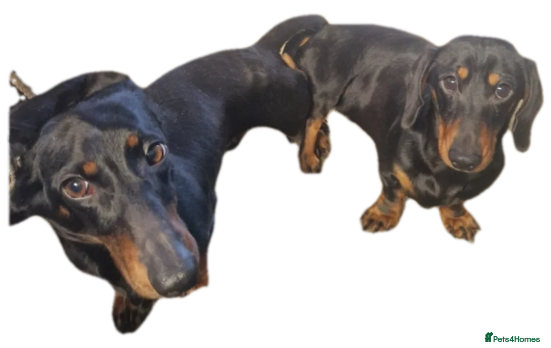 Miniature Dachshund dogs for stud: GLYNFELIN JACK MASTER FUNK miniature dachshund in Swansea - Advert 10