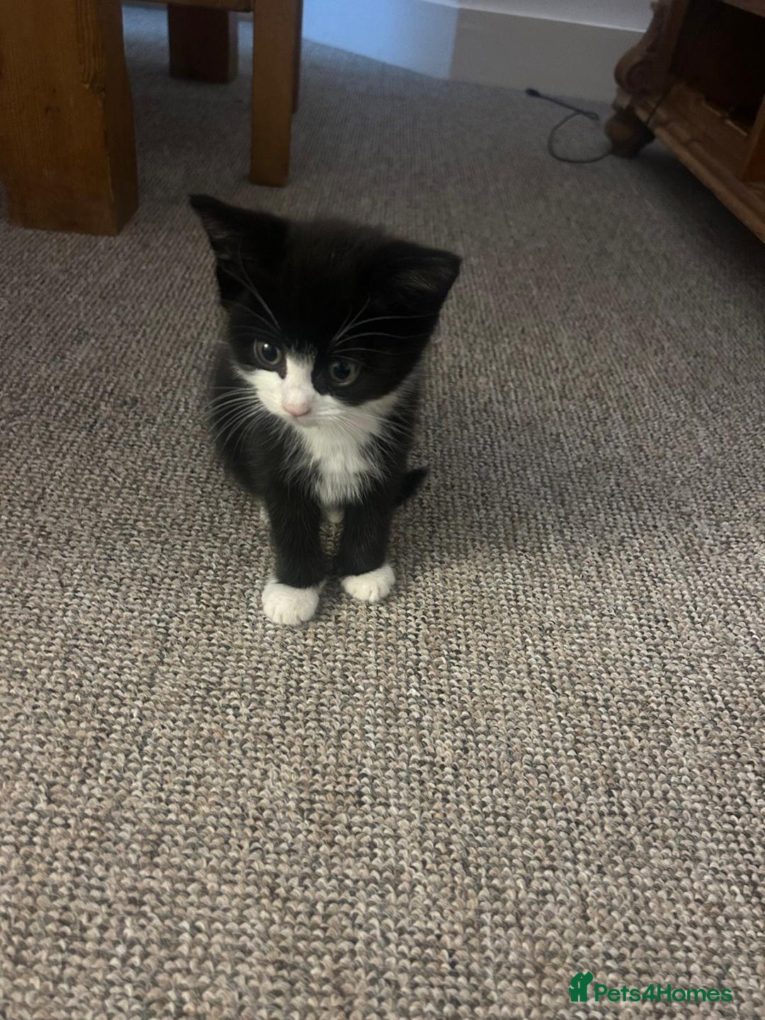 British Shorthair cats for sale: Beautiful kittens for sale - Advert 2