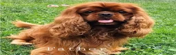 Cavalier King Charles Spaniel dogs for stud: Health Tested K.C Registered Stud - Advert 3