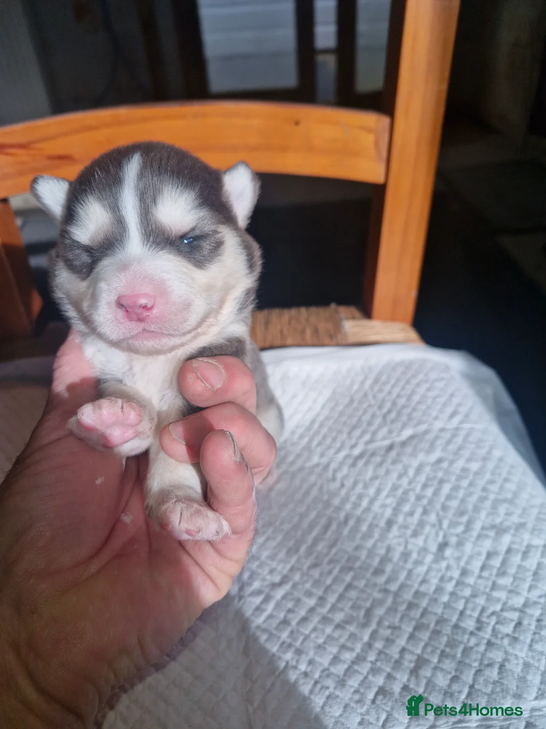 Pomsky dogs for sale: Litter of 6 Pomsky puppies - Advert 9