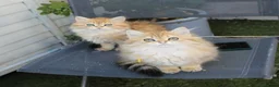 British Longhair cats for sale: Boy ready  - Advert 6