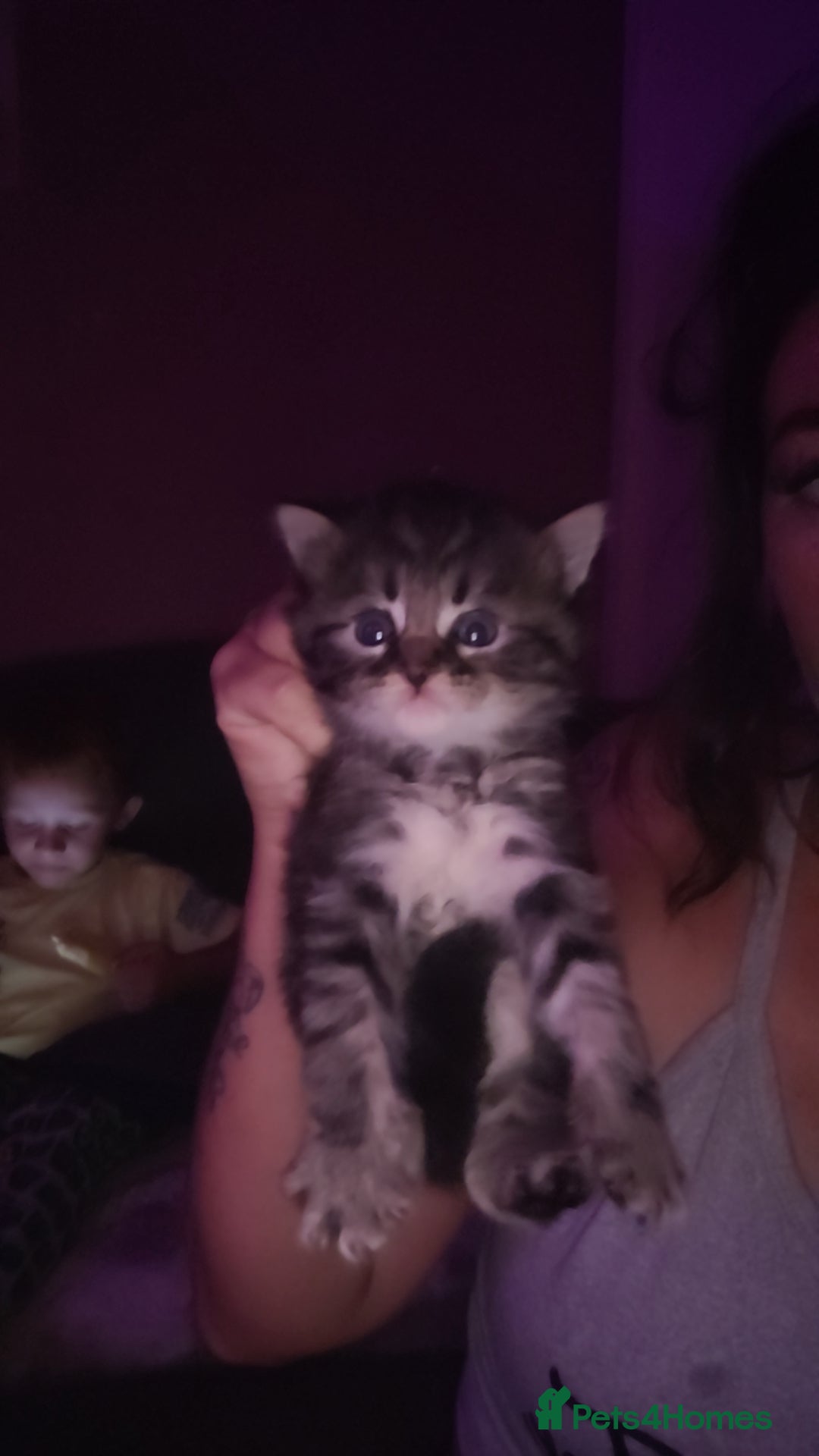 British Longhair cats for sale: Beautiful grey'tortoise'black kitten4 sale llaneli - Image 1