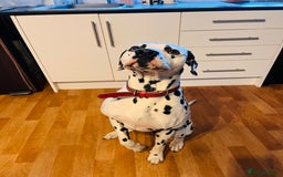 Dalmatian dogs for sale: Handsome family dog  - Image 2
