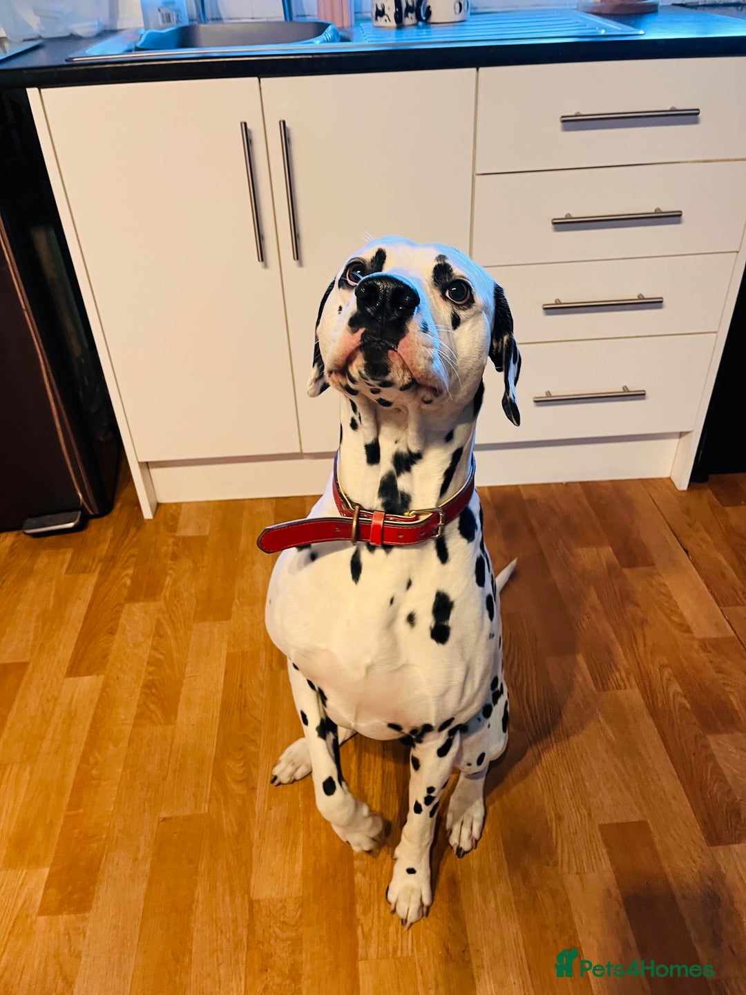 Dalmatian dogs for sale: Handsome family dog  - Image 2