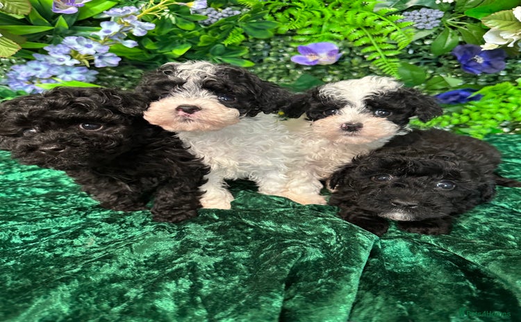 Toy Poodle dogs - Advert 8