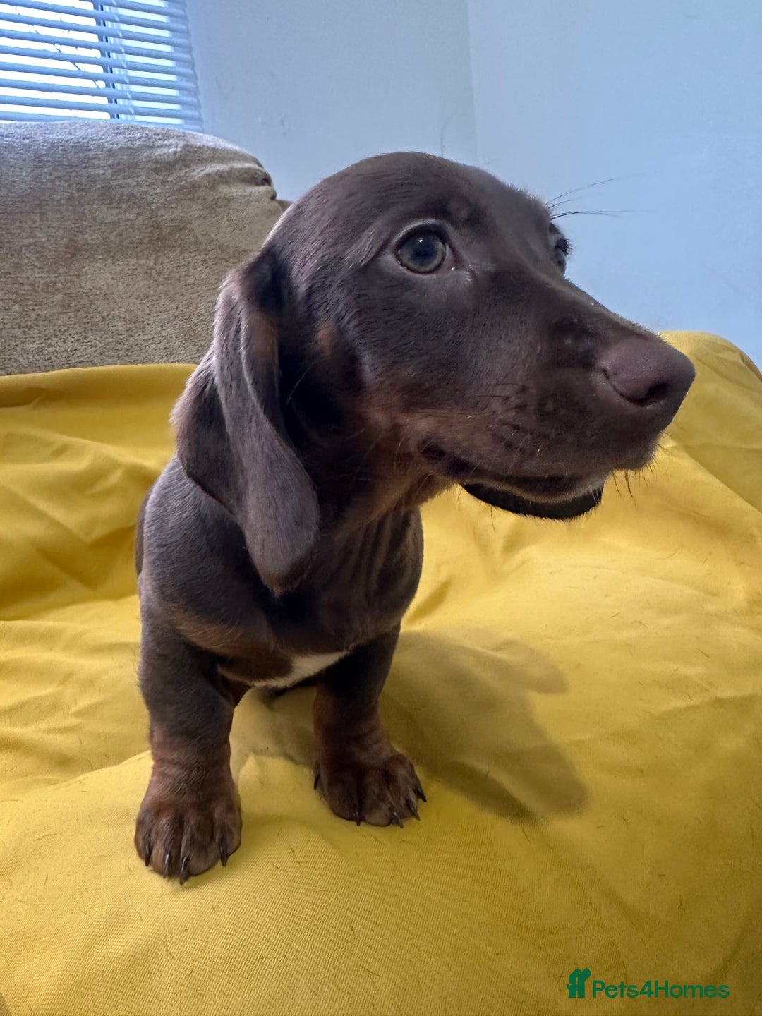 Dachshund dogs for sale: 3 Male Dachshund puppies - Advert 10