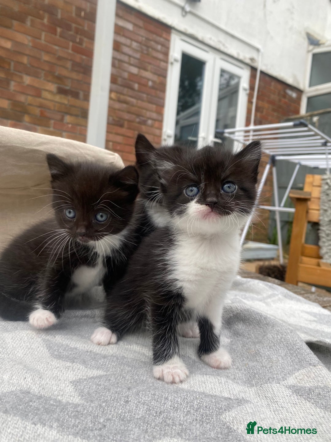 Mixed Breed cats for sale: Fluffy mixed tabby kittens  - Image 7