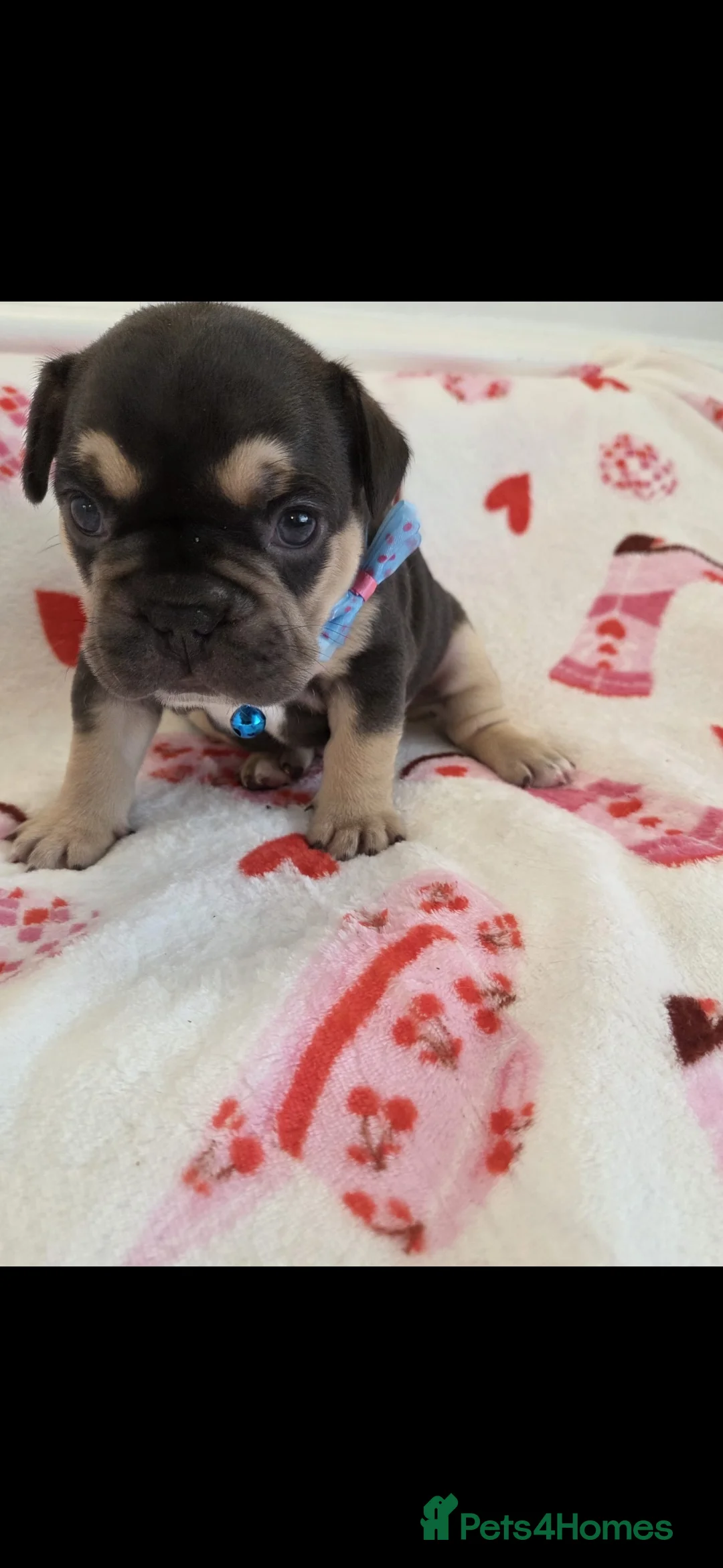 French Bulldog dogs for sale: Beautiful Frenchie puppies - Advert 34