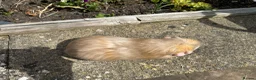 Guinea Pig rodents for sale: Beautiful bonded guinea pig boars (boys) - Advert 7