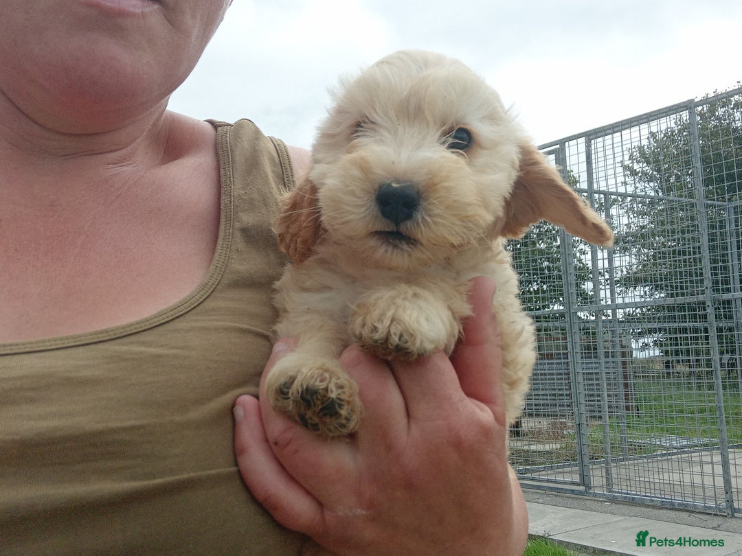 Cockapoo dogs for sale: Cockapoo pups  - Image 9