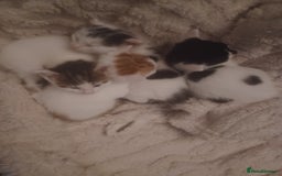 British Shorthair cats for sale: 4 gorgeous girls - Image 6