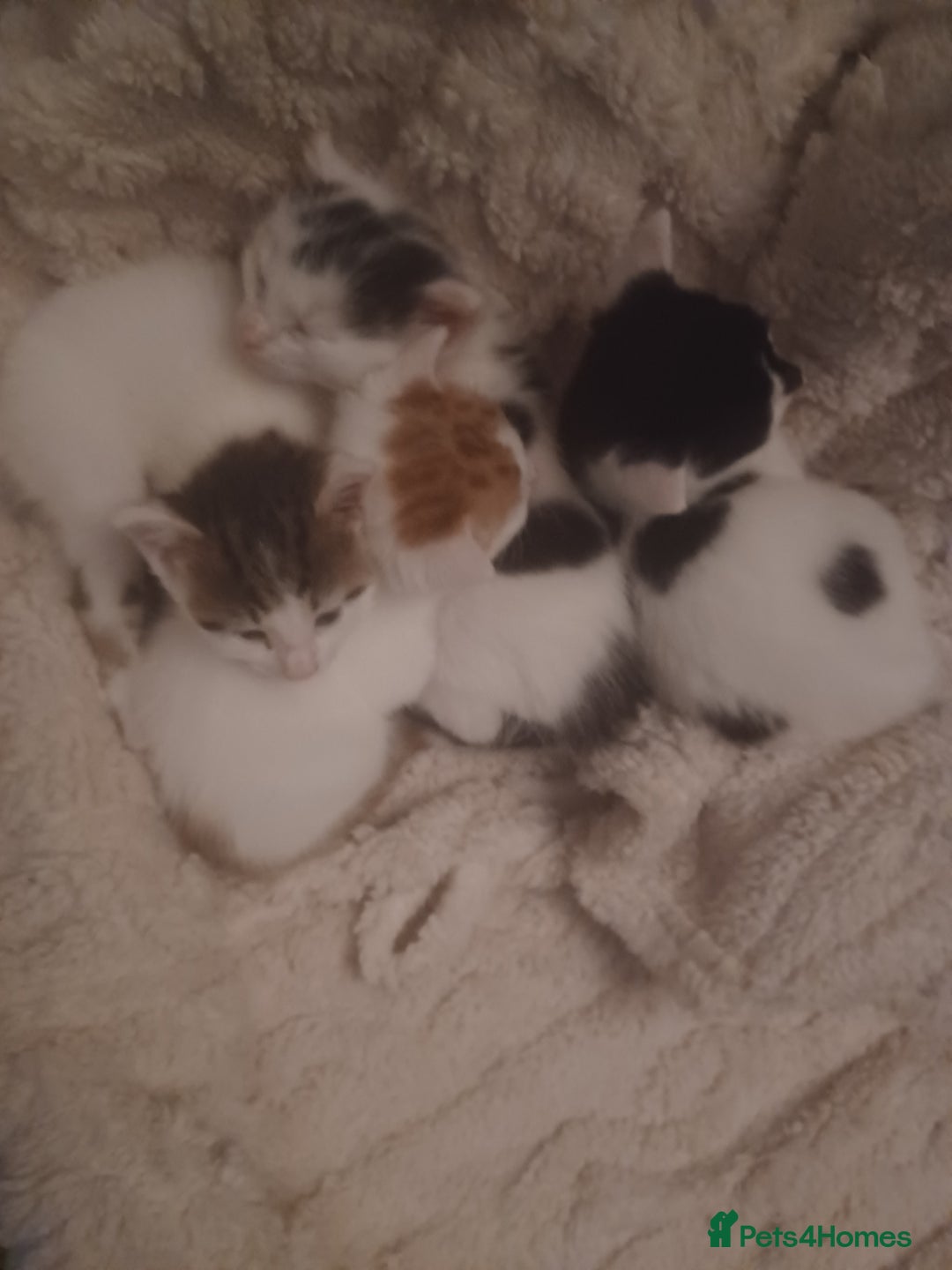 British Shorthair cats for sale: 4 gorgeous girls - Image 6