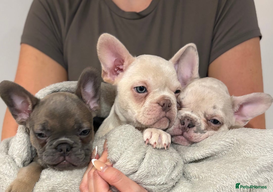 French Bulldog dogs for sale: 3 beautiful pedigree French bulldog puppies  - Image 15