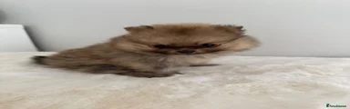Pomeranian 1