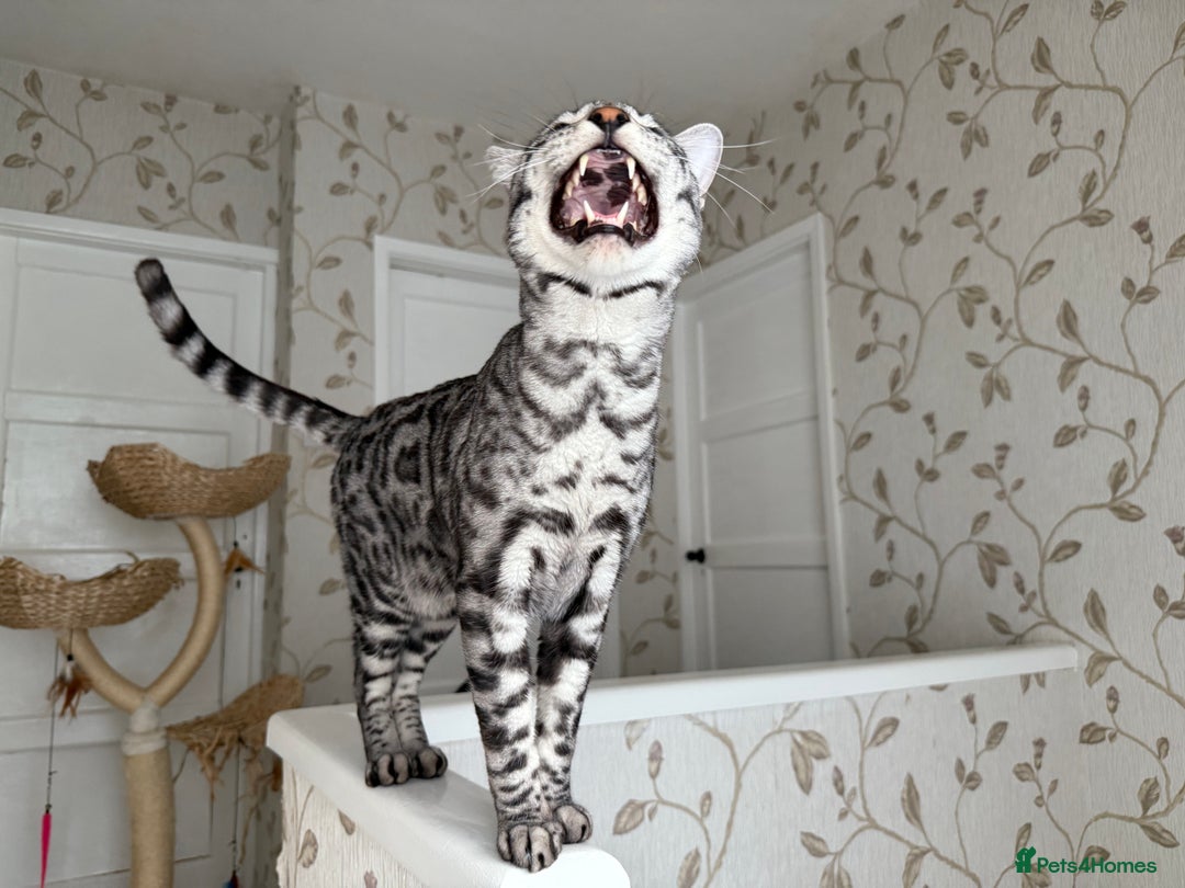 Bengal cats for sale: ⭐️Silver (black) Spotted Bengal TICA registered ⭐️ - Image 38