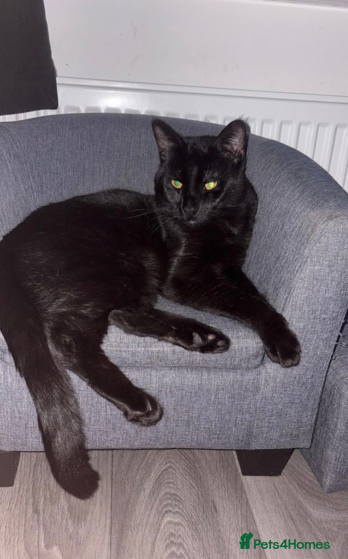 Mixed Breed cats 2 10 month old kittens for sale  - Advert 6