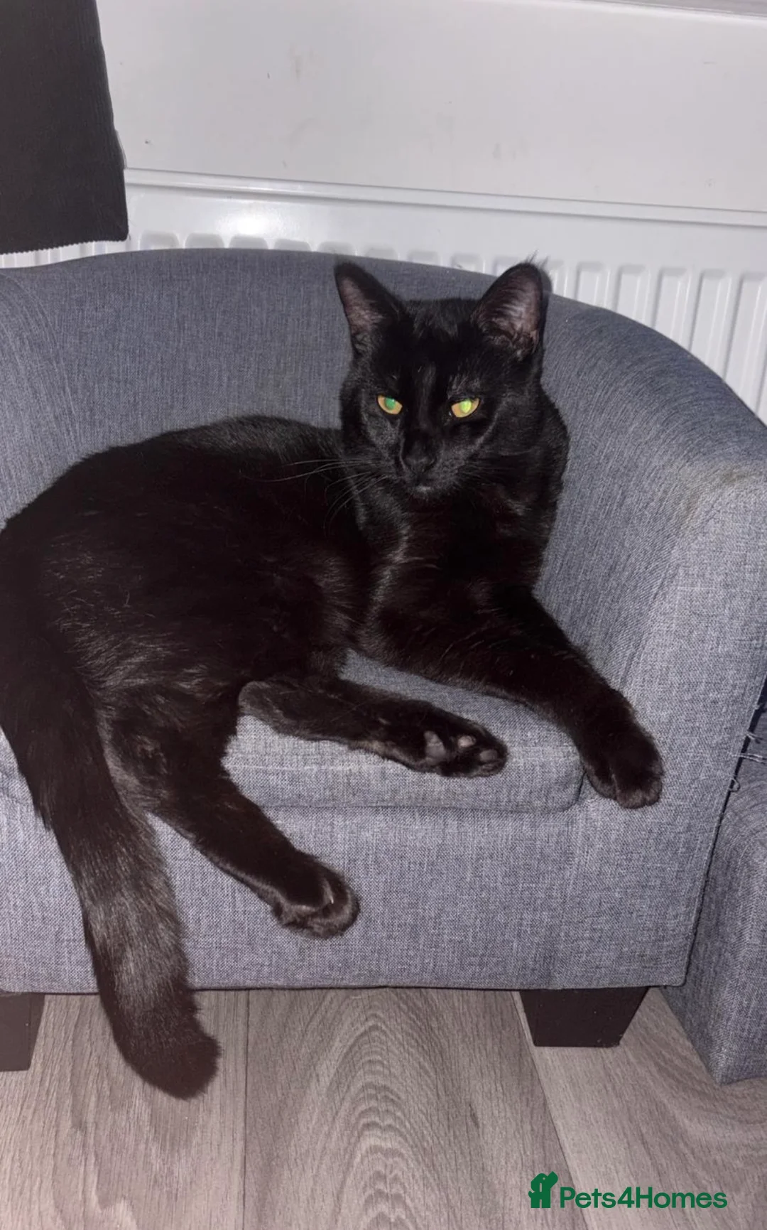 Mixed Breed cats for sale: 2 10 month old kittens for sale  - Advert 1