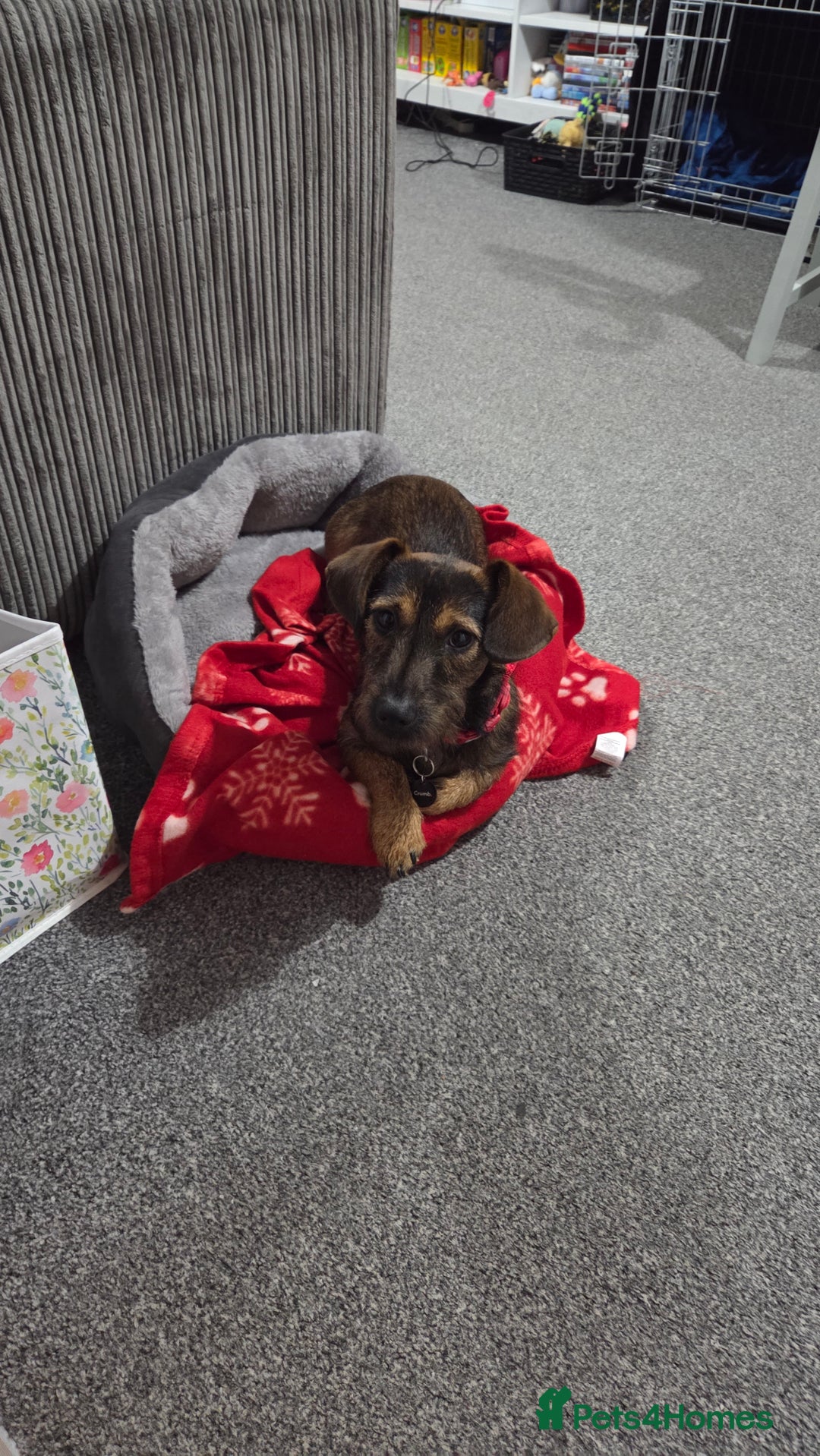 Mixed Breed dogs for sale: 9 Month Old Wired Dachshund x Jack Russell  - Advert 5