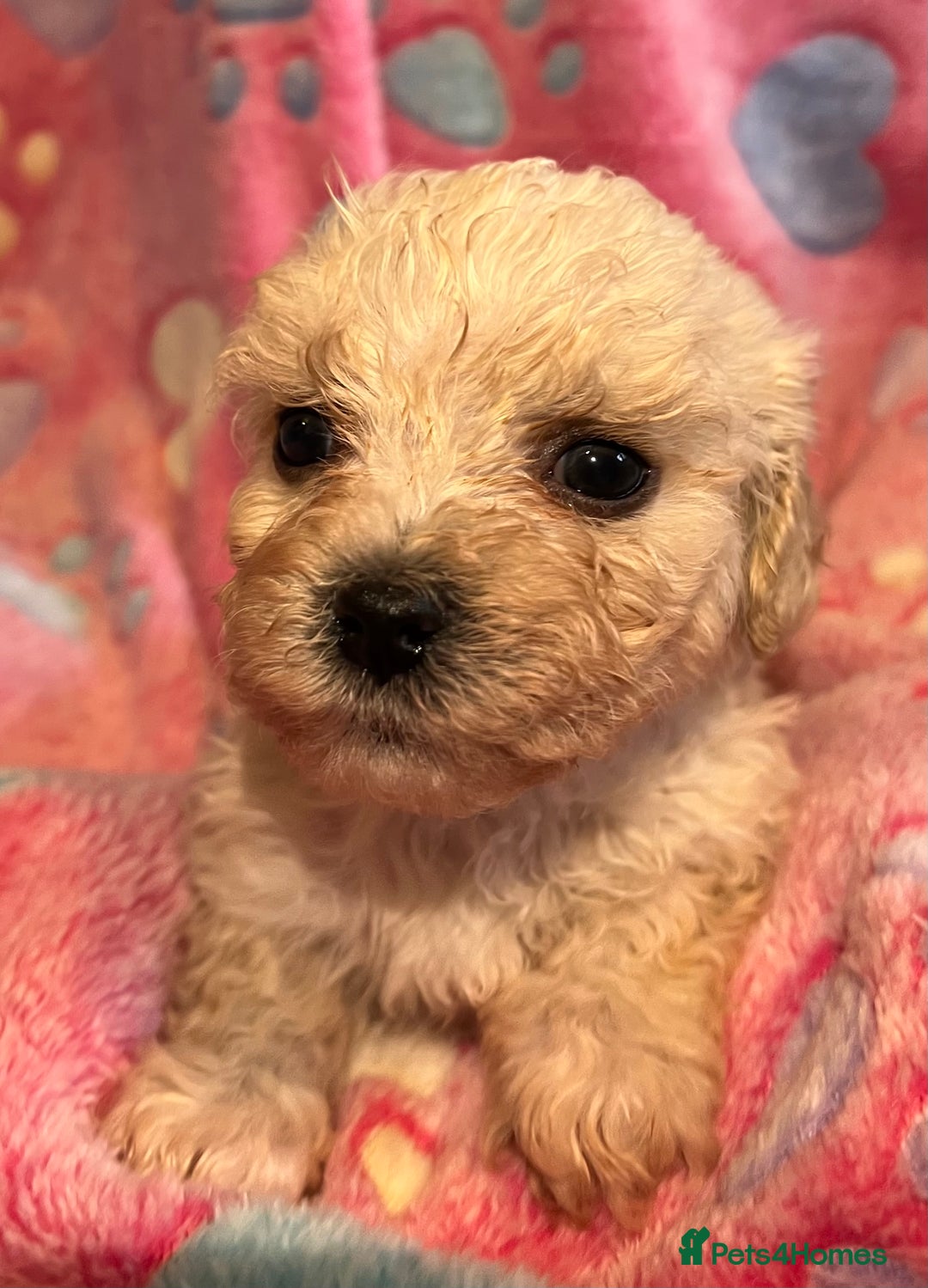Cavachon dogs for sale: Beautiful Litter of Cavachon Puppies - Image 10
