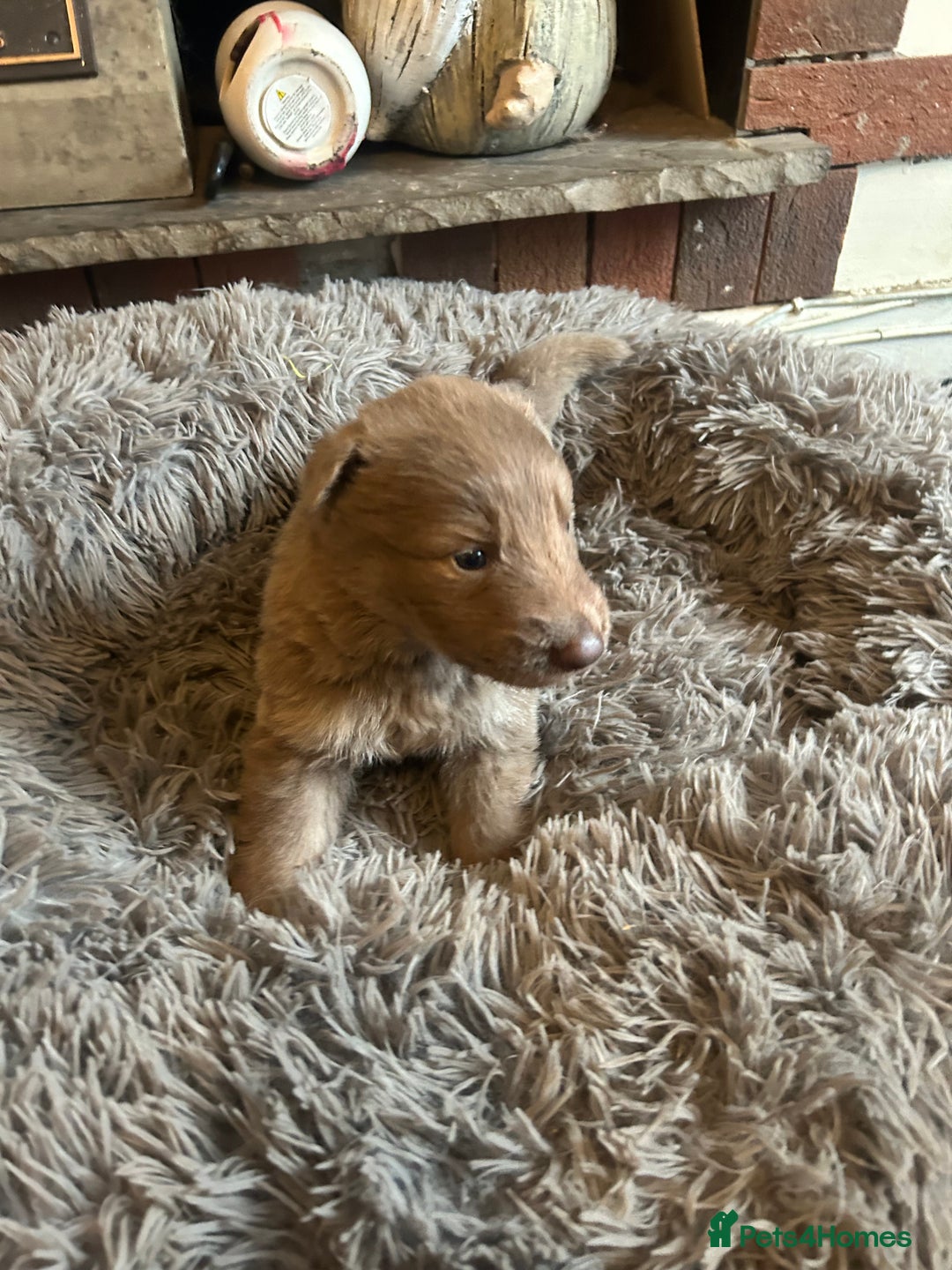 German Shepherd dogs for sale: Isabella German shepherd puppies - Image 4