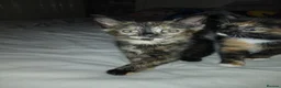 Mixed Breed cats for sale: Kittens looking for there forever home  - Advert 5