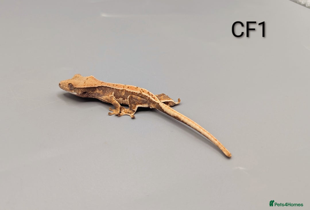 Gecko reptiles for sale: Red Lily White Crested Gecko  - Advert 2