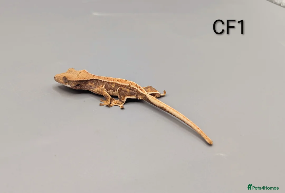 Gecko reptiles for sale: Red Lily White Crested Gecko  - Advert 2
