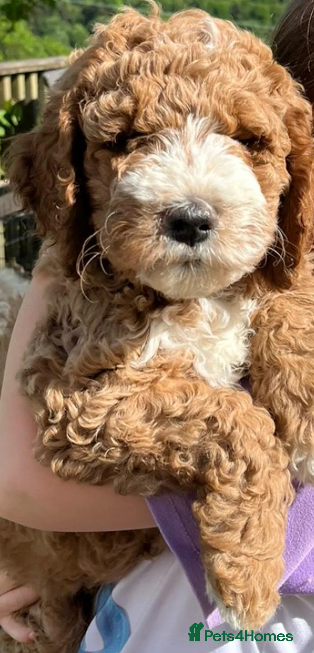 Goldendoodle dogs for stud: Goldendoodle Standard size (proven)  in Manchester - Advert 25