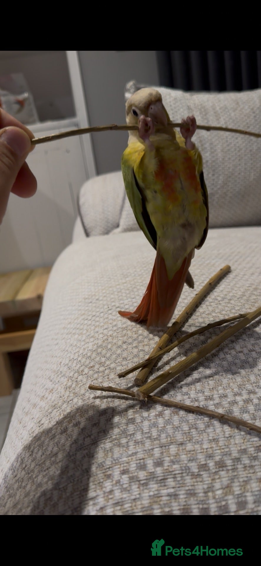 Conures birds Young Friendly Green Cheek Conure - Advert 1