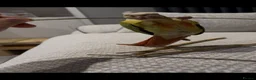 Conures birds for sale: Young Friendly Green Cheek Conure in Spalding - Advert 1