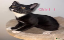 Domestic Shorthair cats for sale: 2 beautiful female kittens ready for adoption - Image 2