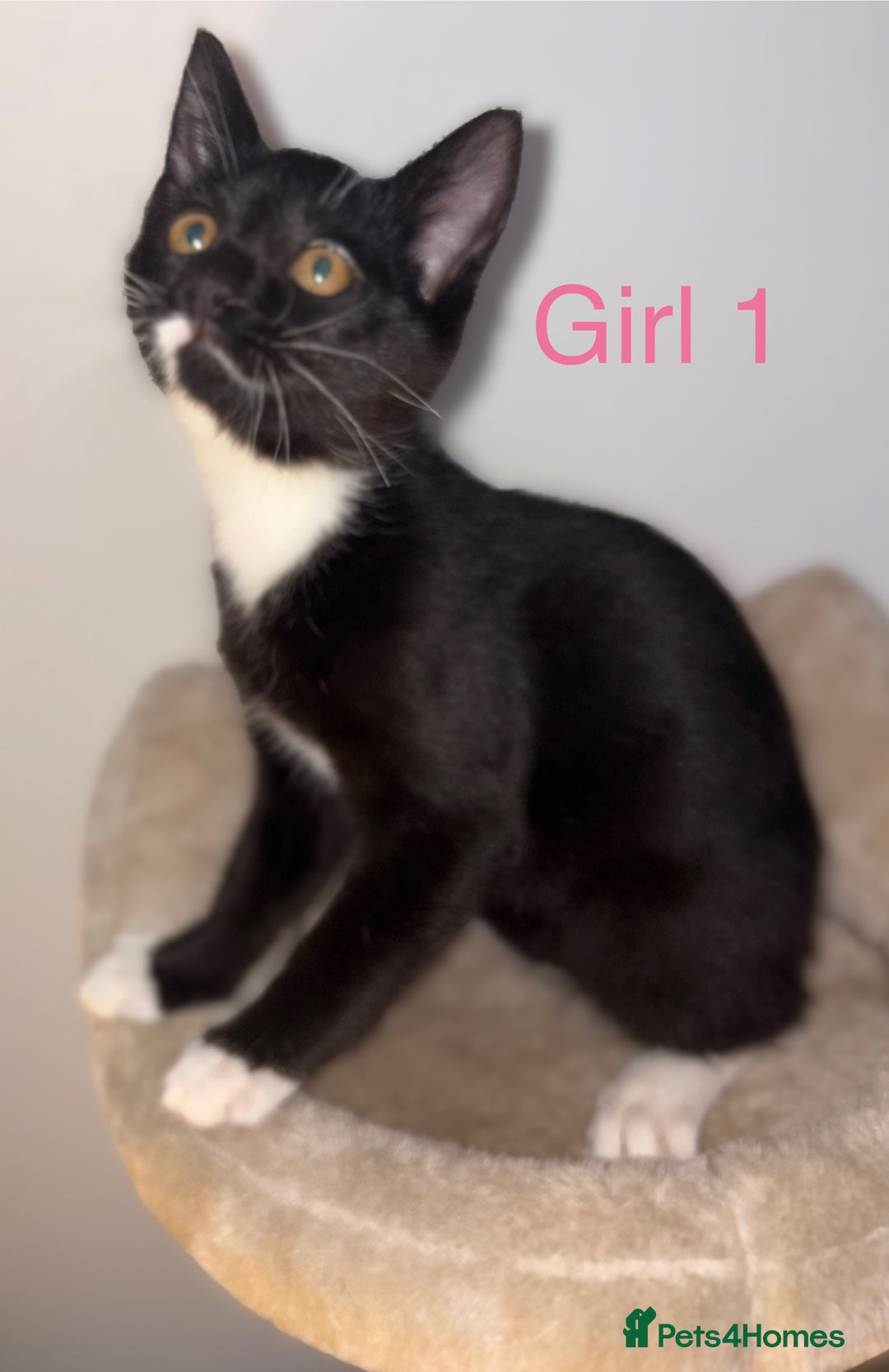 Domestic Shorthair cats for sale: 2 beautiful female kittens ready for adoption - Image 2