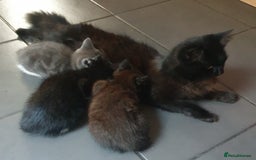 Turkish Angora cats for sale: Ms Svetlana - Image 1