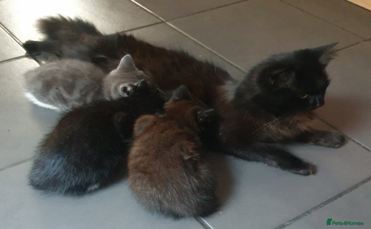 Turkish Angora cats - Advert 1