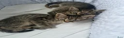 Mixed Breed cats for sale: Beautiful stripey kittens - available now - Advert 1