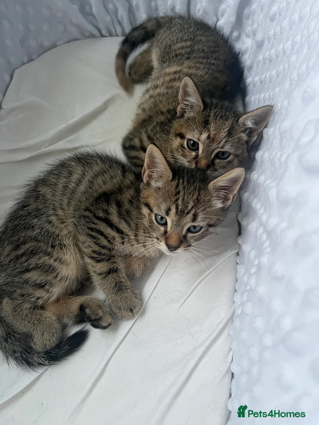 Mixed Breed cats for sale: Beautiful stripey kittens - available now - Advert 1