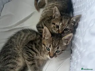 Mixed Breed cats Beautiful stripey kittens - available now - Advert 5
