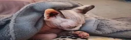 Sphynx cats for sale: Sphynx Cats for sale  - Advert 11