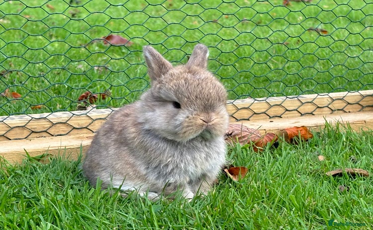 Mini Lop rabbits - Advert 8