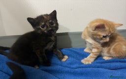 Mixed Breed cats for sale: tortoshell female kitten - Image 2