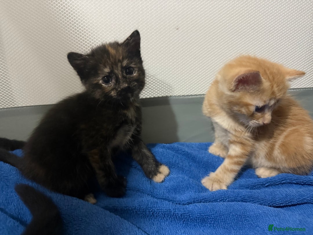 Mixed Breed cats for sale: tortoshell female kitten - Image 2