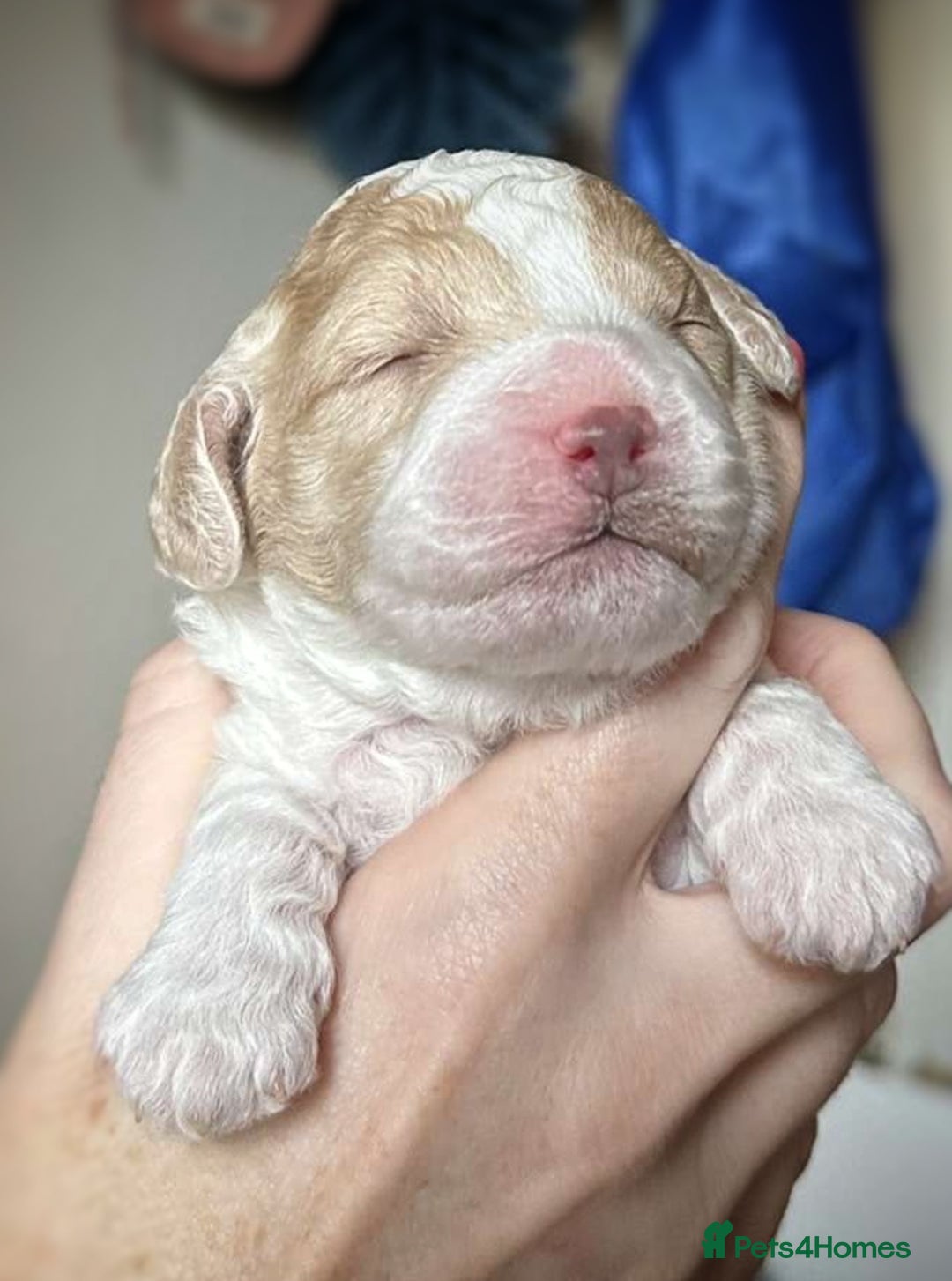 Cockapoo dogs for sale: Cockapoo Babies - Image 6