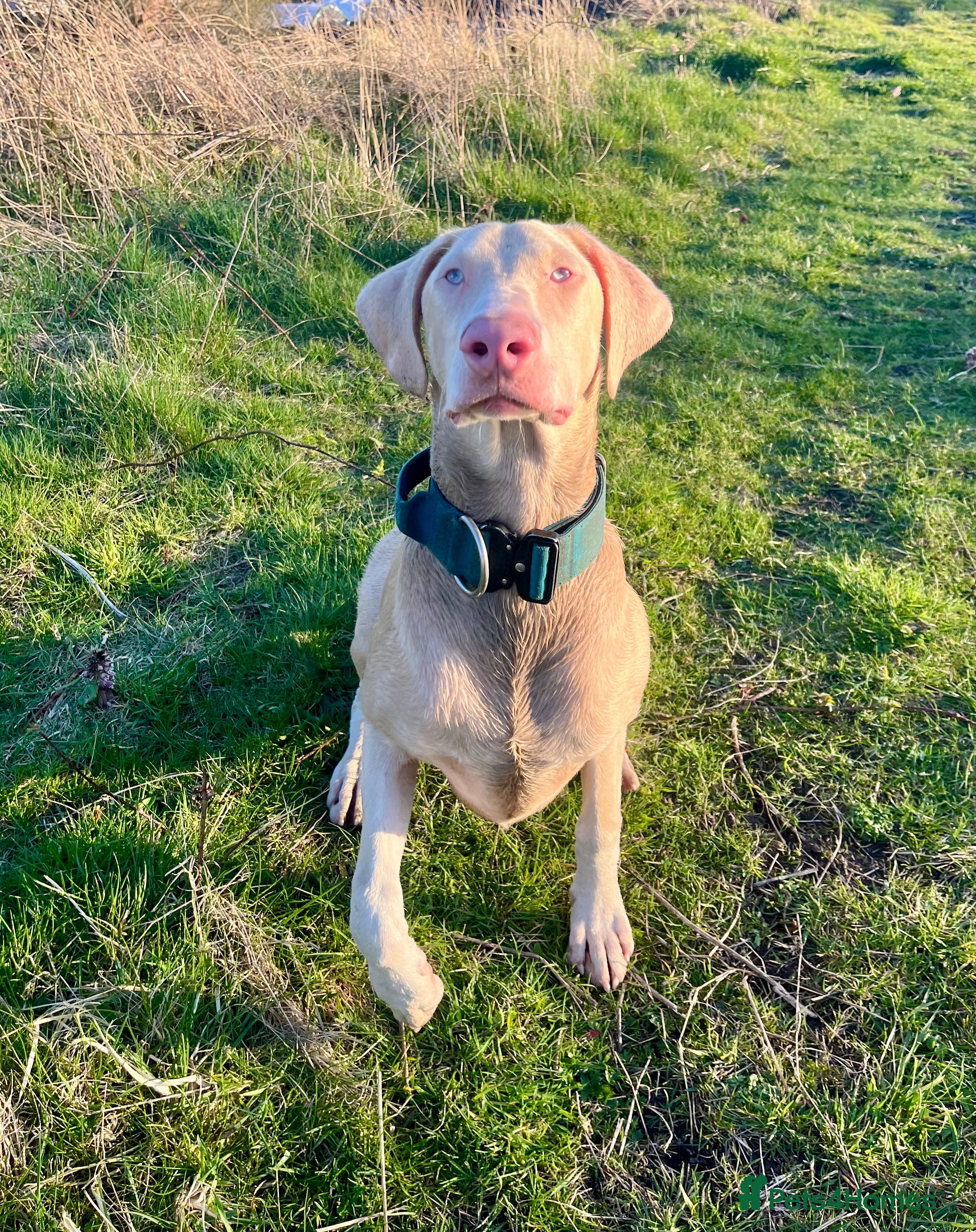 Dobermann dogs Health tested KC Registered Proven Stud - Advert 5