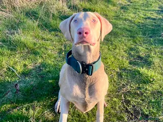 Dobermann dogs Health tested KC Registered Proven Stud - Advert 2