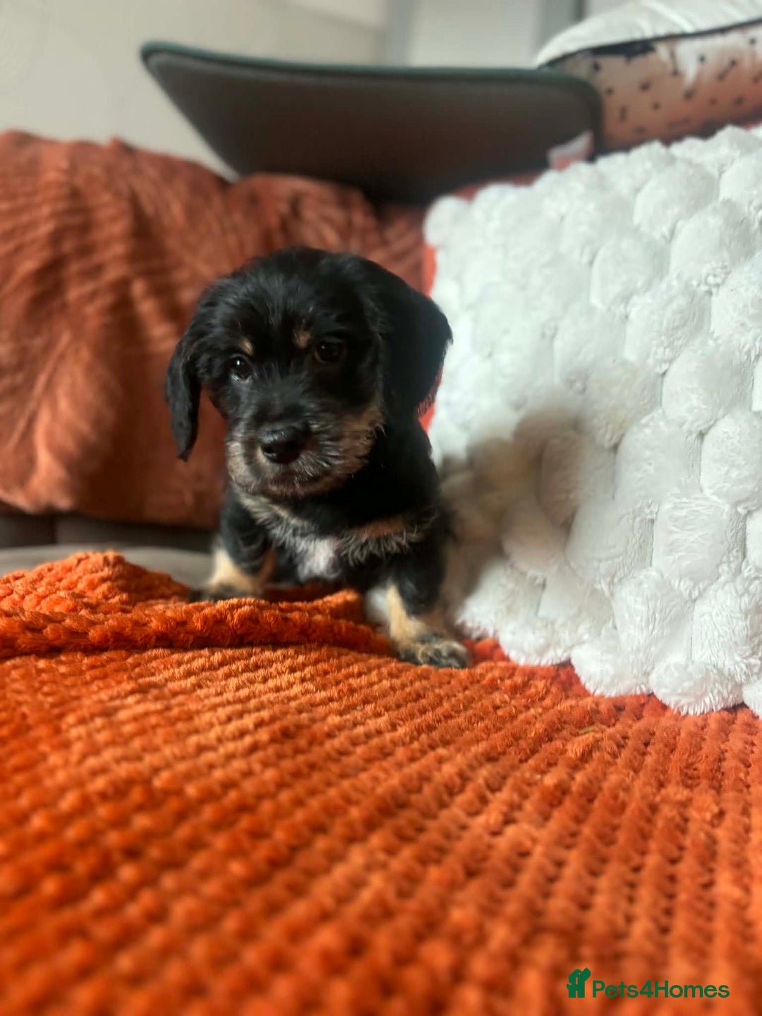 Mixed Breed dogs for sale: Dashi apso puppies  - Advert 8