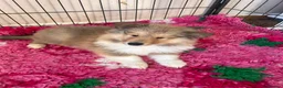 Rough Collie dogs for sale: Rough Collie Puppies  - Advert 8