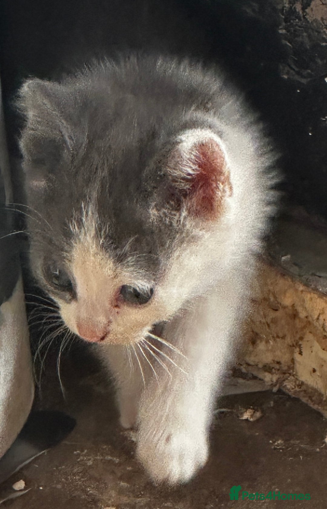 Mixed Breed cats for sale: Beautiful kittens various colours  - Image 6