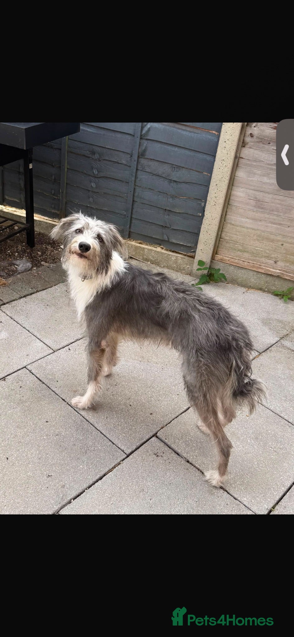 Mixed Breed dogs Fluffy greyhound cross  - Advert 1