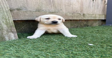 Labrador Retriever dogs - Advert 4